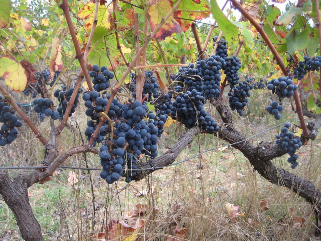 Quinta Do Mineiro-Serra Da Estrela Matanca Ruang foto
